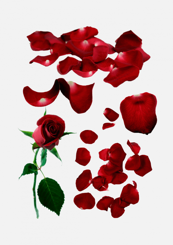 花瓣P(guān)NG素材