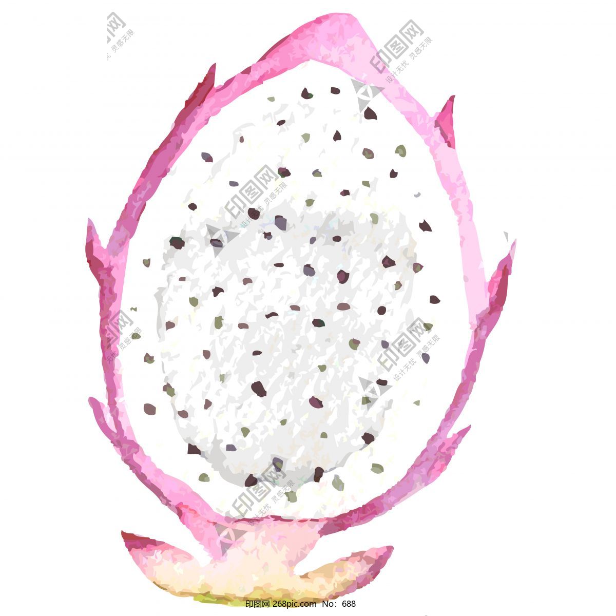 半個火龍果水彩插畫