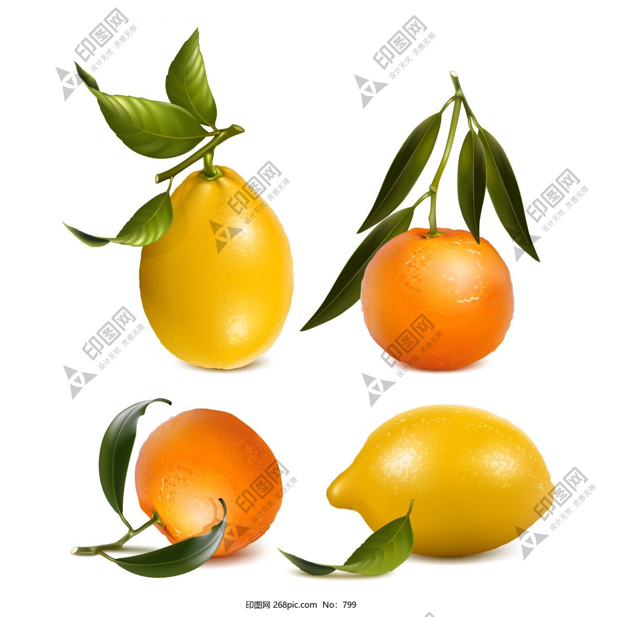 新鮮橙子和檸檬矢量素材