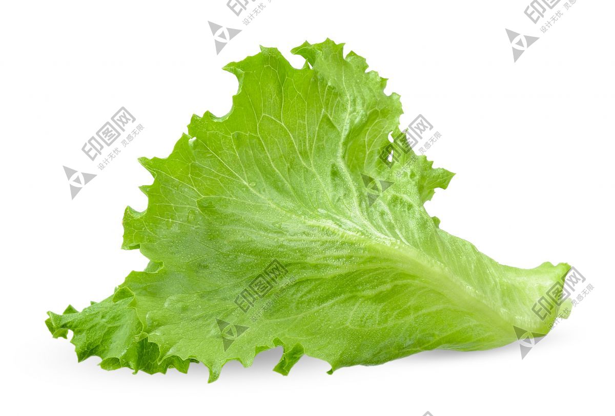 生菜