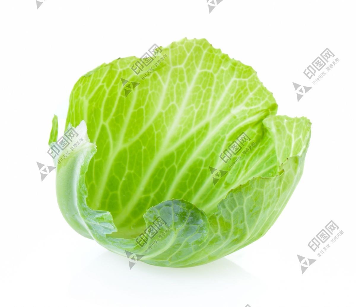 包菜