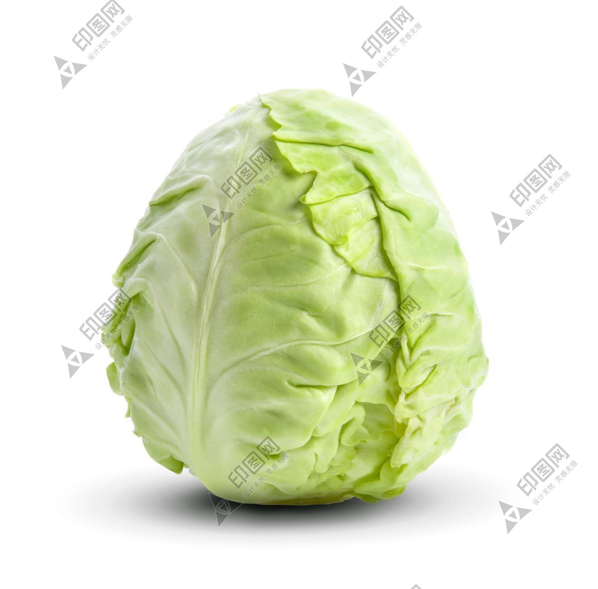 包菜