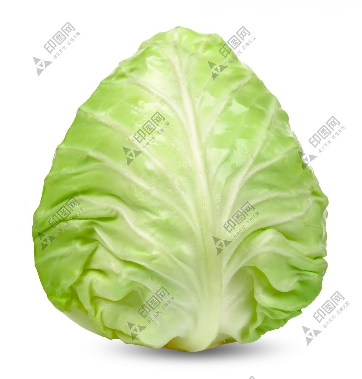 包菜