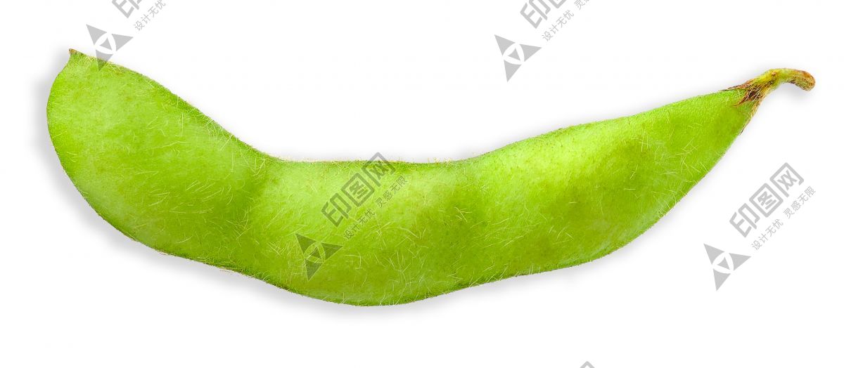毛豆