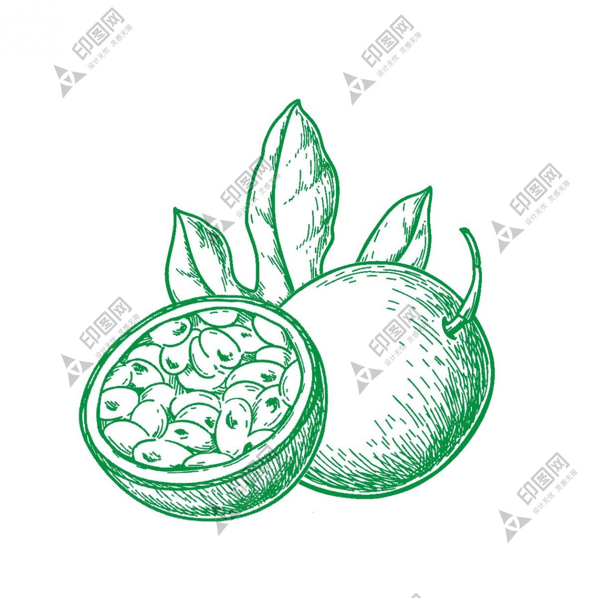百香果素描-分層