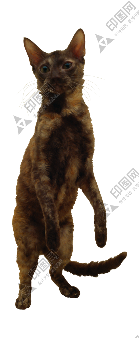 貓_貓咪_小貓_cat_PNG50466