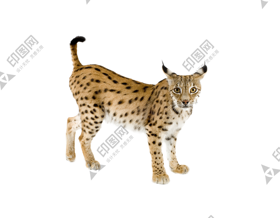 猞猁_山貍子_山貓_lynx_lynx_PNG3