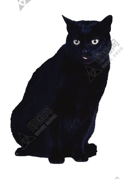 猫_猫咪_小猫_cat_PNG50419
