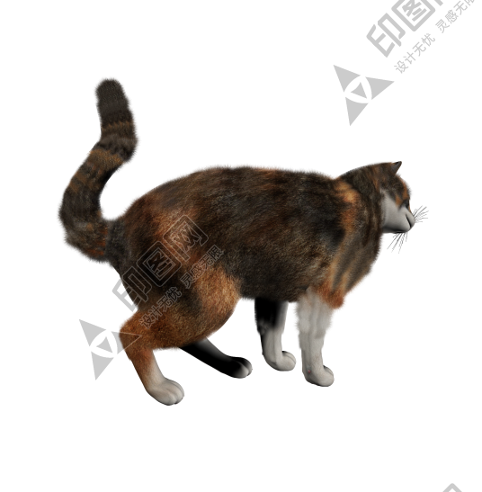 貓_貓咪_小貓_cat_PNG130