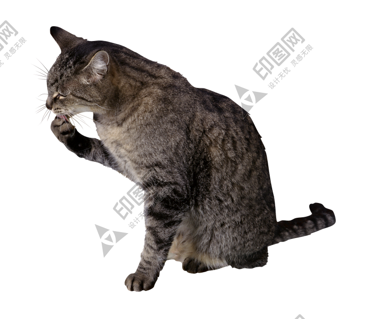 貓_貓咪_小貓_cat_PNG50439