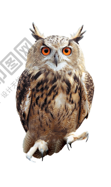 鸟_猫头鹰_枭_鸮_owl_owl_PNG23
