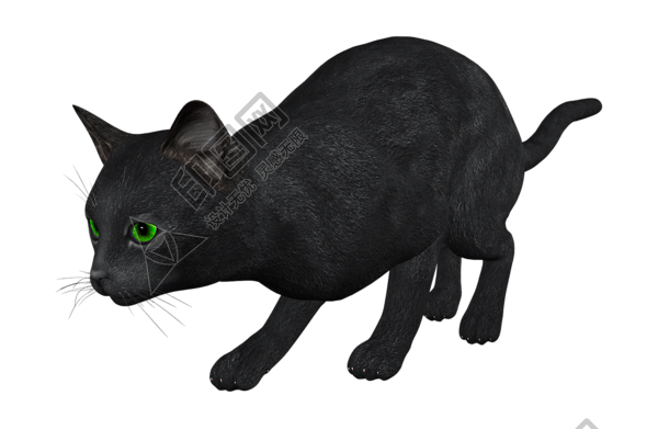 猫_猫咪_小猫_cat_PNG99