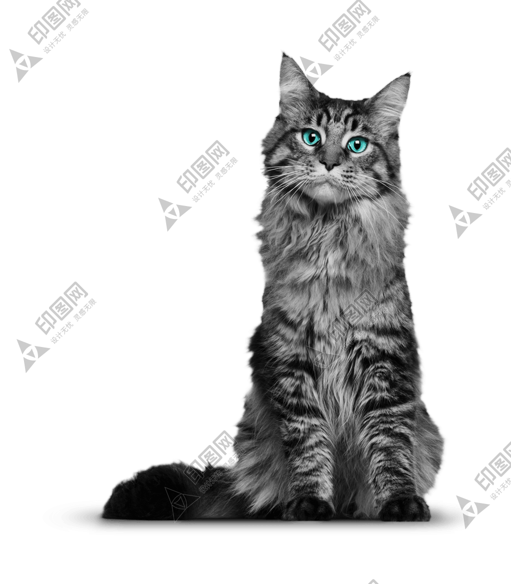 猫_猫咪_小猫_cat_PNG50521