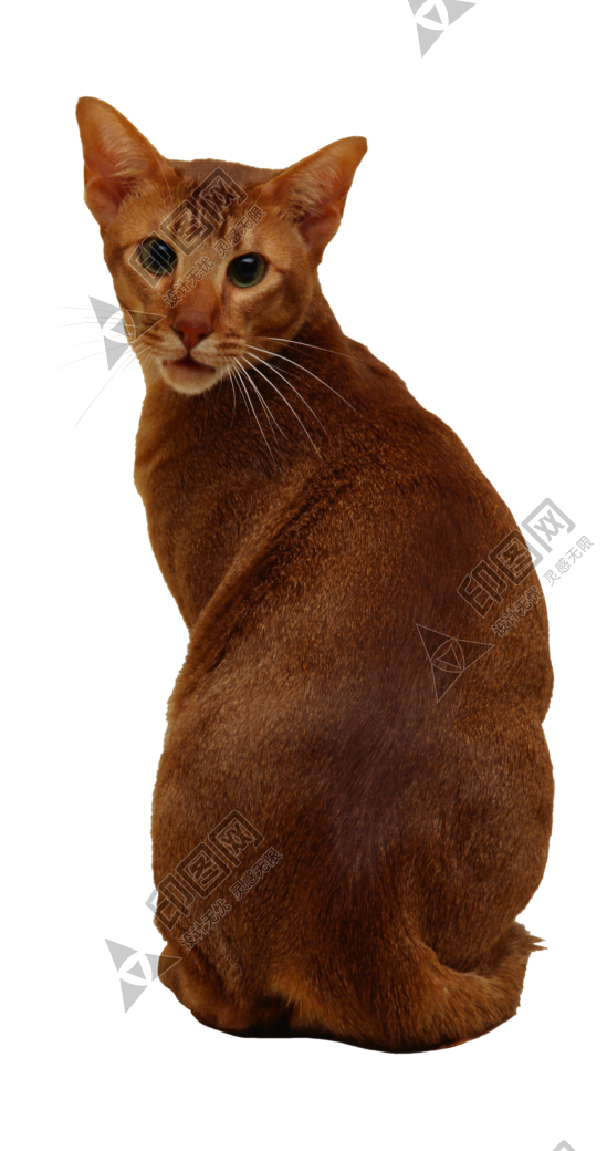 貓_貓咪_小貓_cat_PNG50463