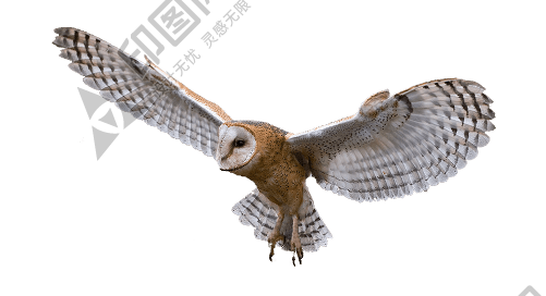鸟_猫头鹰_枭_鸮_owl_owl_PNG14