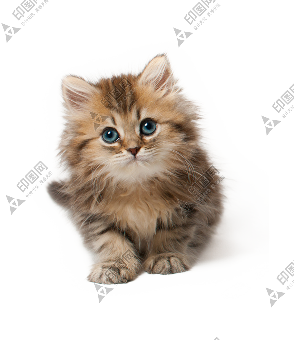 猫_猫咪_小猫_cat_PNG50534