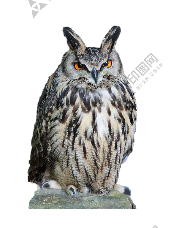 鸟_猫头鹰_枭_鸮_owl_owl_PNG21