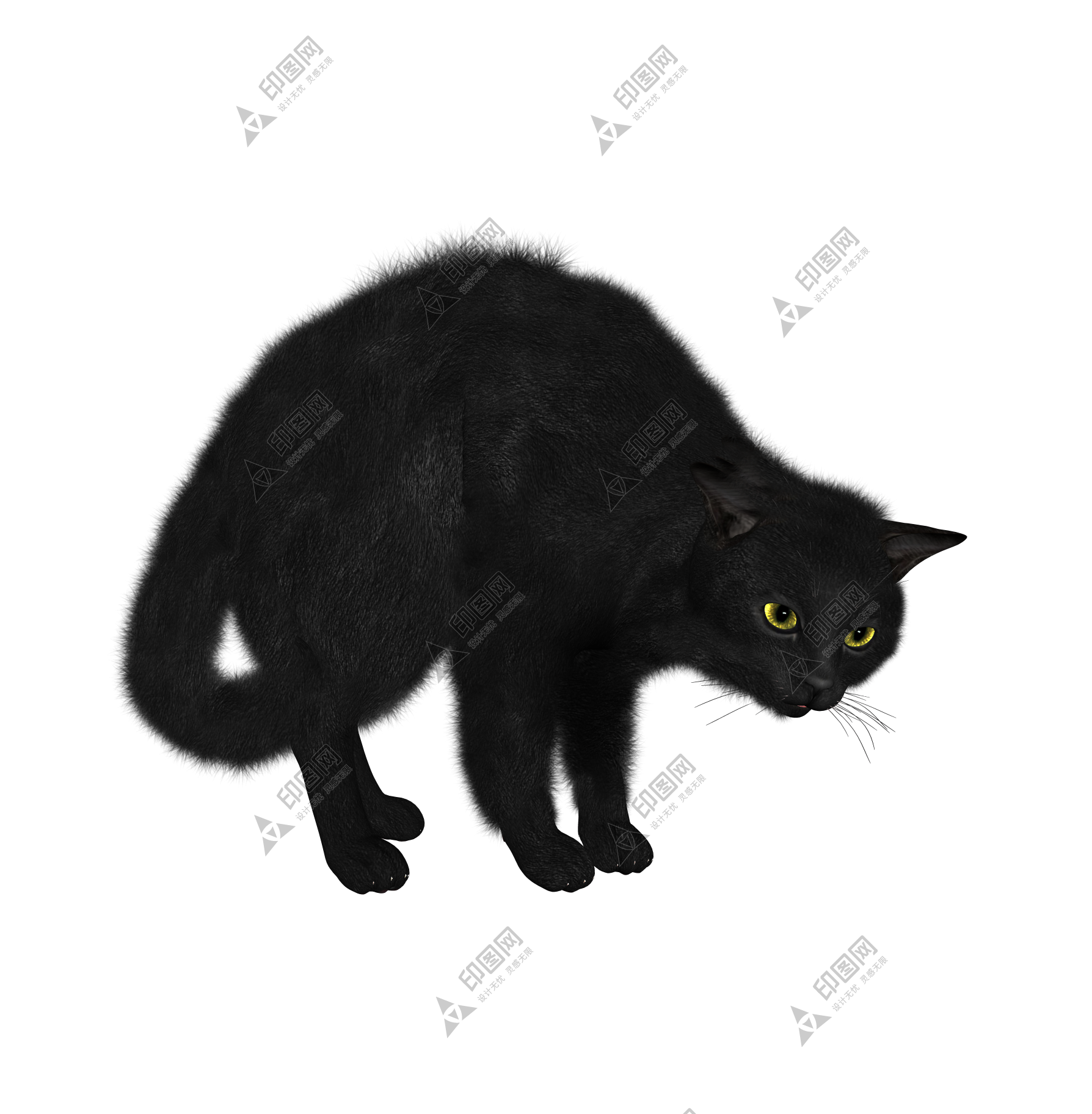 貓_貓咪_小貓_cat_PNG1616