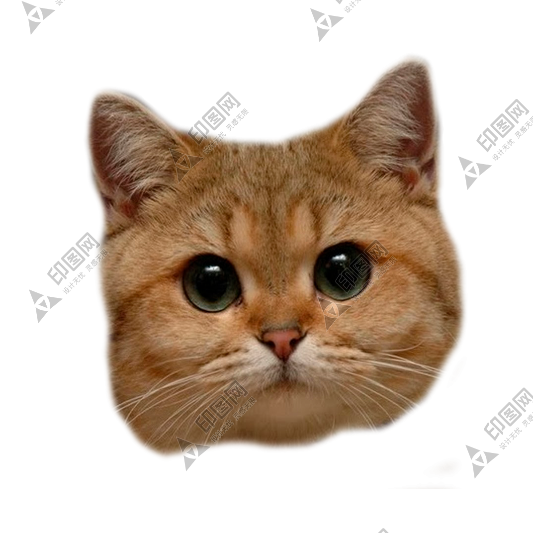猫_猫咪_小猫_cat_PNG50525
