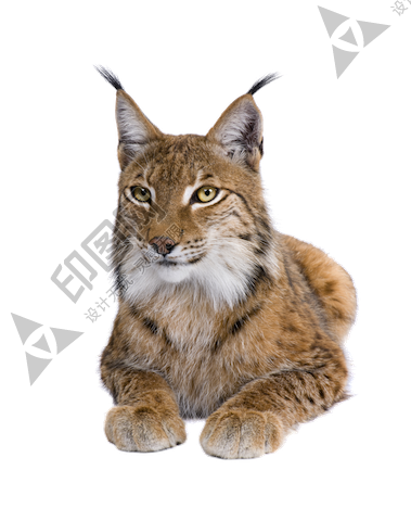 猞猁_山貍子_山貓_lynx_lynx_PNG8