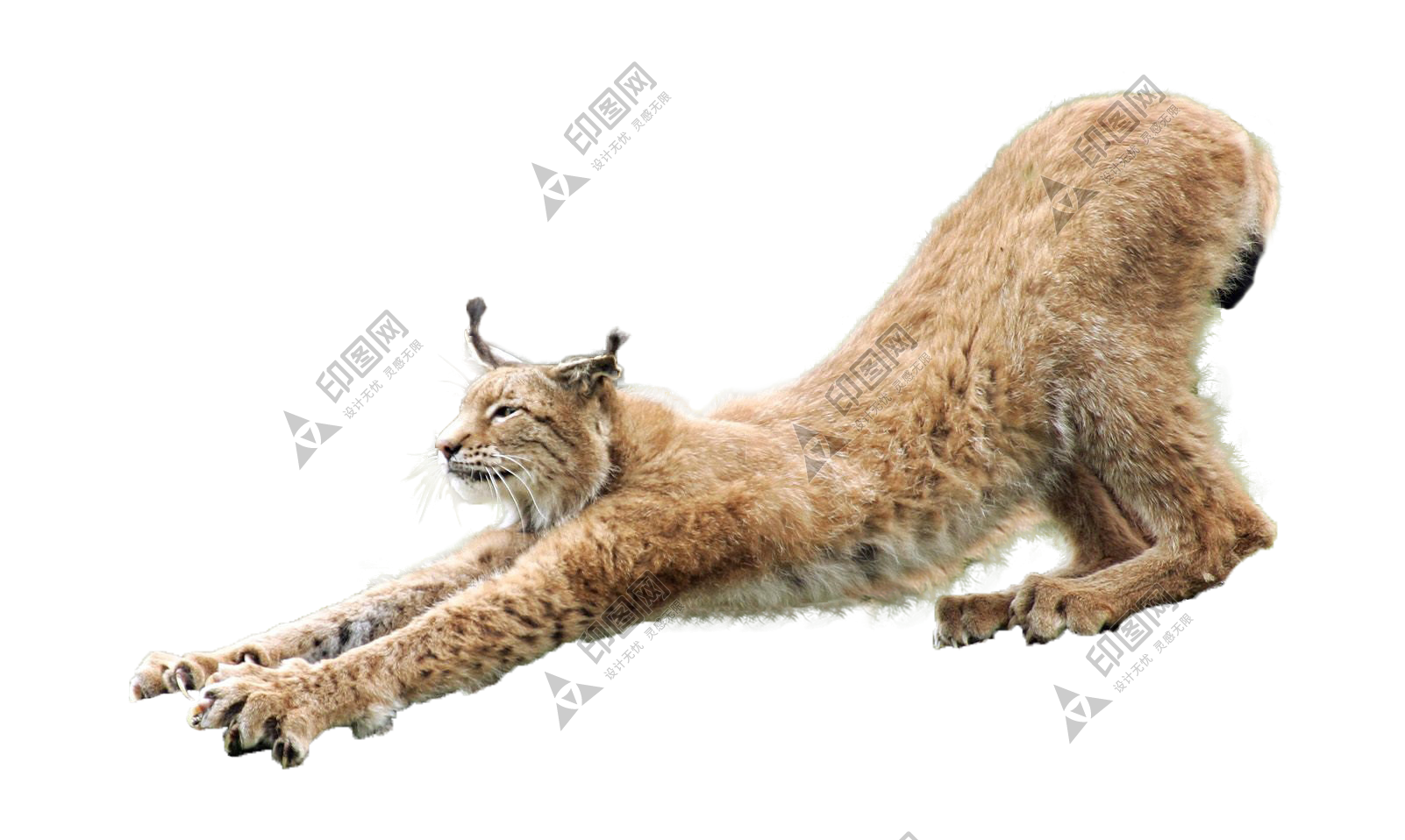 猞猁_山貍子_山貓_lynx_lynx_PNG7