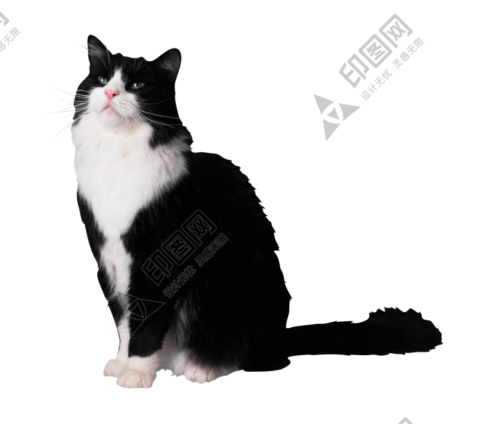 貓_貓咪_小貓_cat_PNG50437