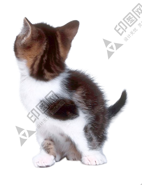 貓_貓咪_小貓_cat_PNG109