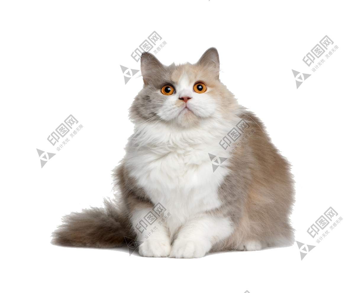 猫_猫咪_小猫_cat_PNG50515