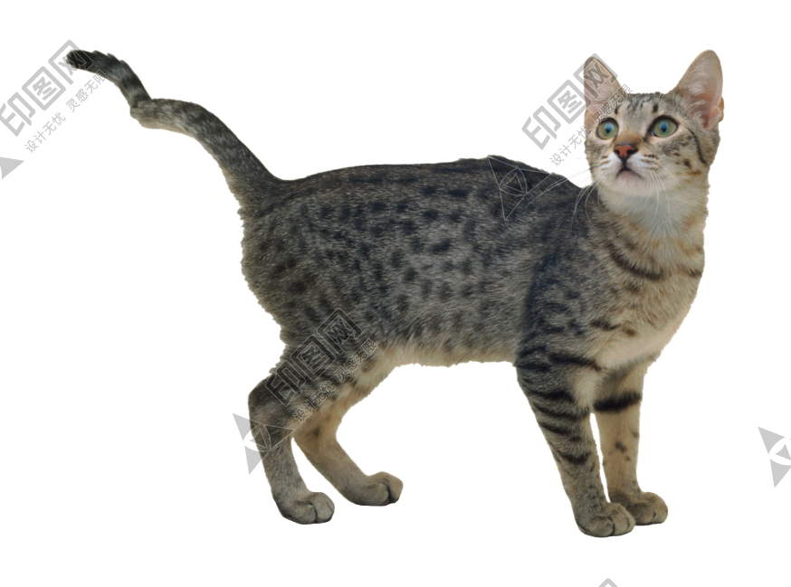 貓_貓咪_小貓_cat_PNG50427