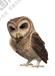 鳥_貓頭鷹_梟_鸮_owl_owl_PNG20