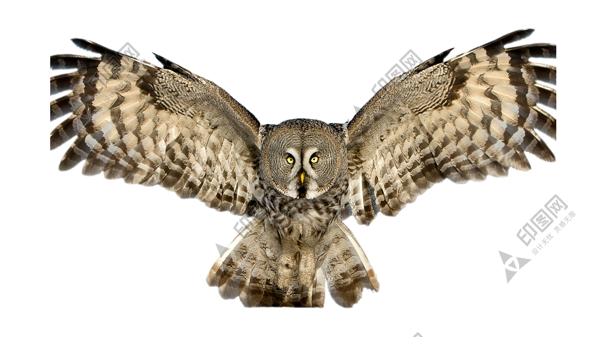 鳥_貓頭鷹_梟_鸮_owl_owl_PNG57