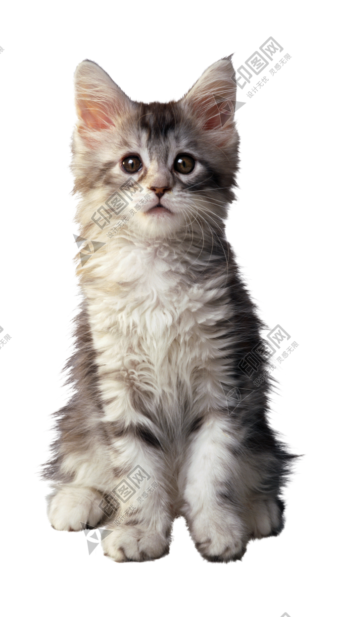 貓_貓咪_小貓_cat_PNG50417