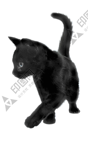 貓_貓咪_小貓_cat_PNG114