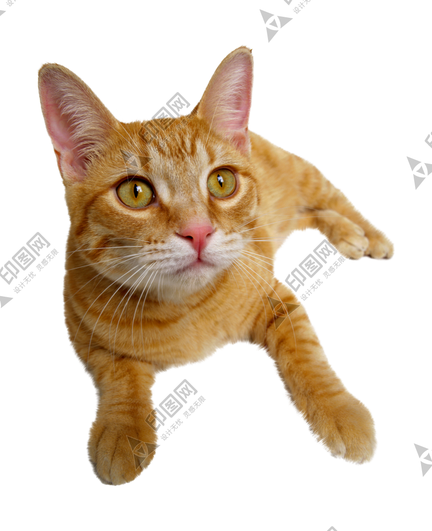 貓_貓咪_小貓_cat_PNG50503