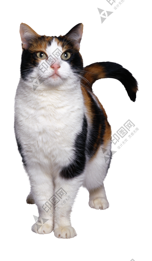 猫_猫咪_小猫_cat_PNG50546