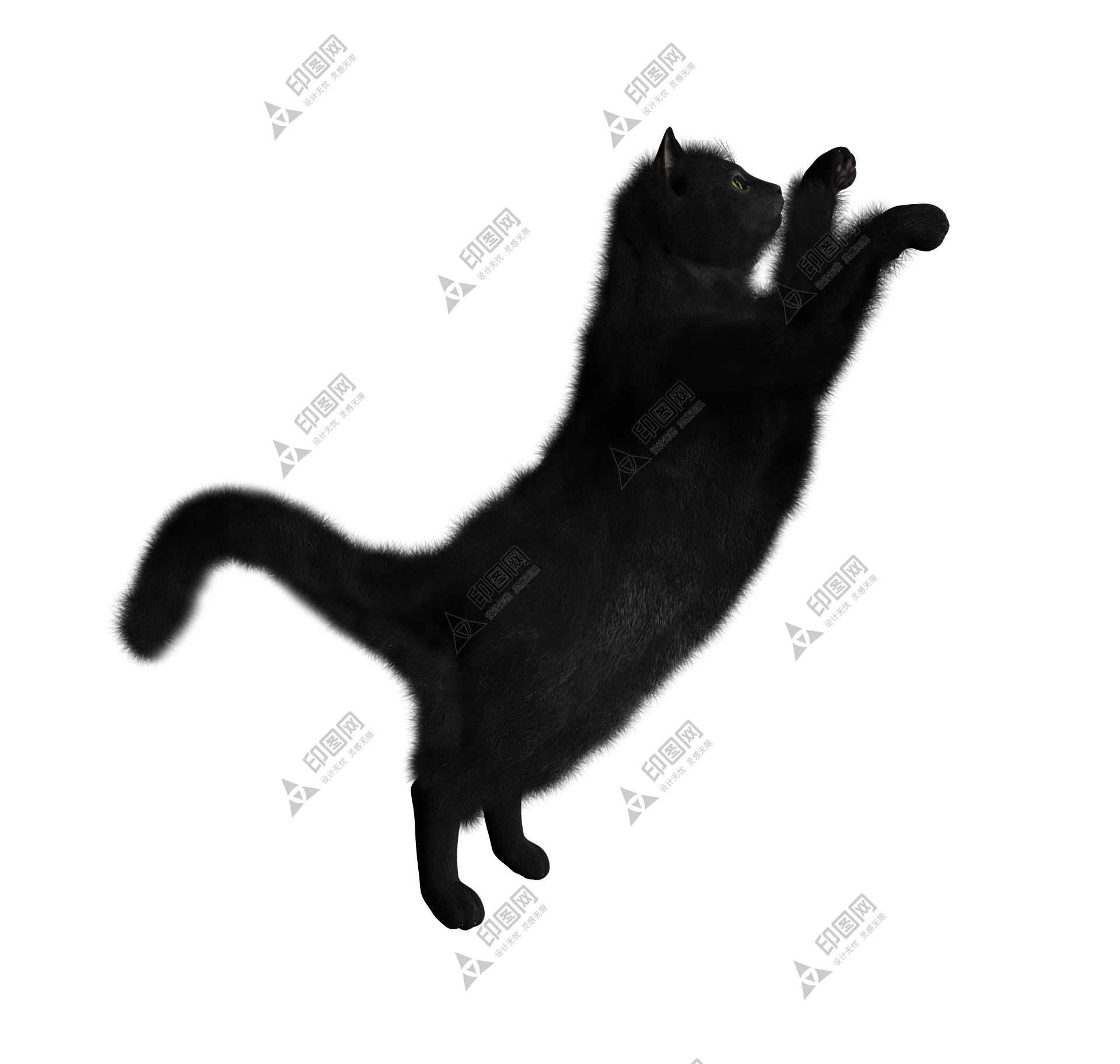 猫_猫咪_小猫_cat_PNG50532