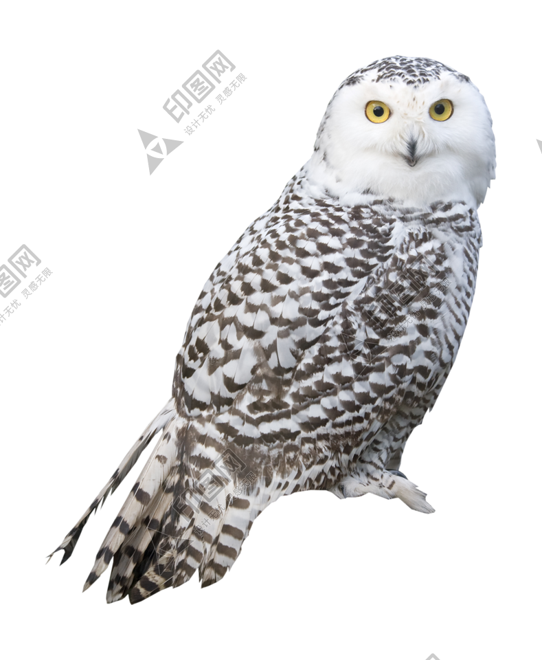 鳥_貓頭鷹_梟_鸮_owl_owl_PNG9