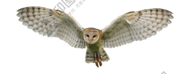 鸟_猫头鹰_枭_鸮_owl_owl_PNG10