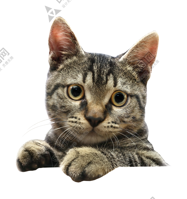 貓_貓咪_小貓_cat_PNG50480