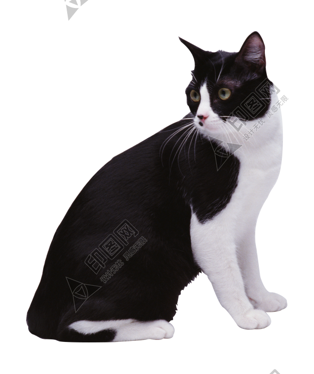猫_猫咪_小猫_cat_PNG50429