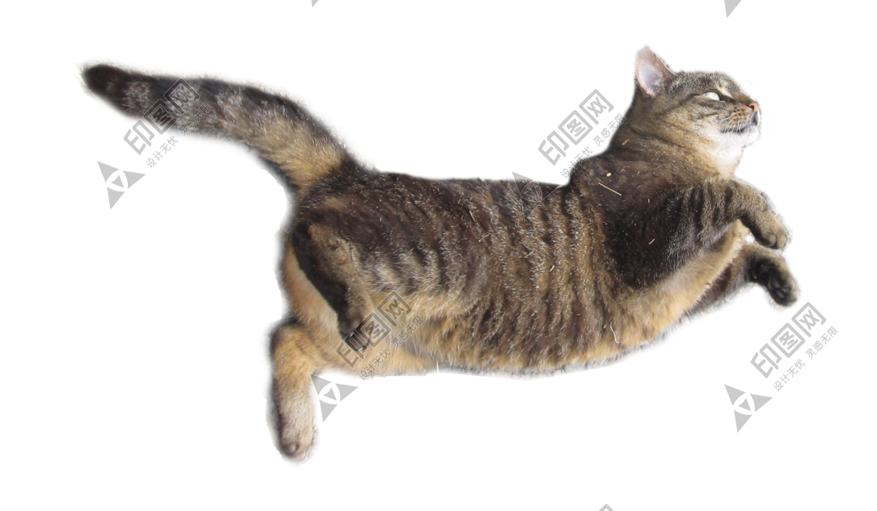 猫_猫咪_小猫_cat_PNG50513
