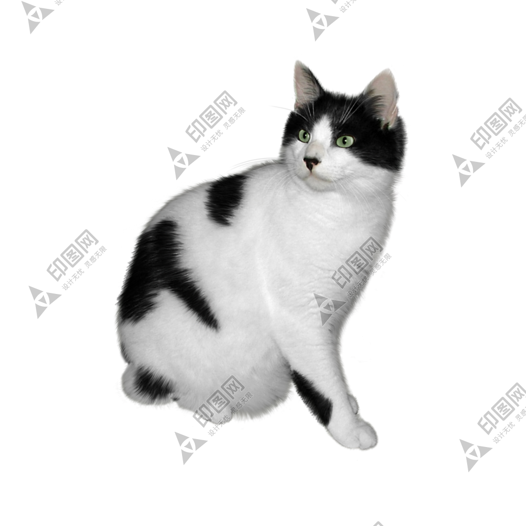 貓_貓咪_小貓_cat_PNG50506