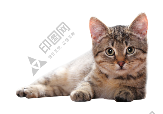 貓_貓咪_小貓_cat_PNG50497