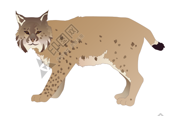 猞猁_山貍子_山貓_lynx_lynx_PNG12