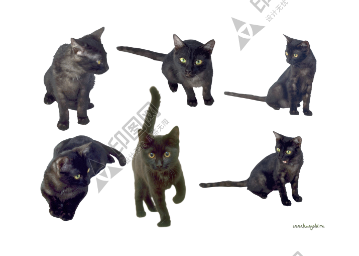 貓_貓咪_小貓_cat_PNG50418