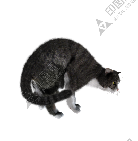 貓_貓咪_小貓_cat_PNG1635