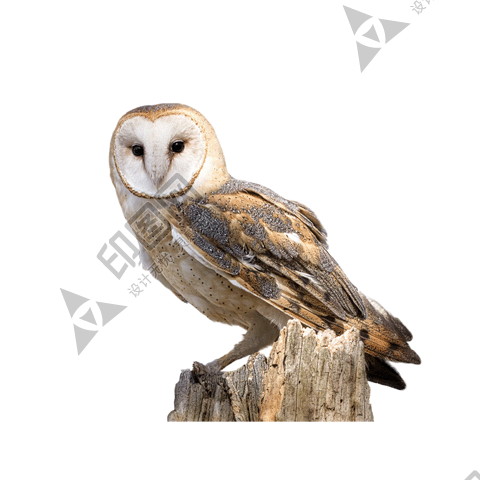 鳥_貓頭鷹_梟_鸮_owl_owl_PNG29