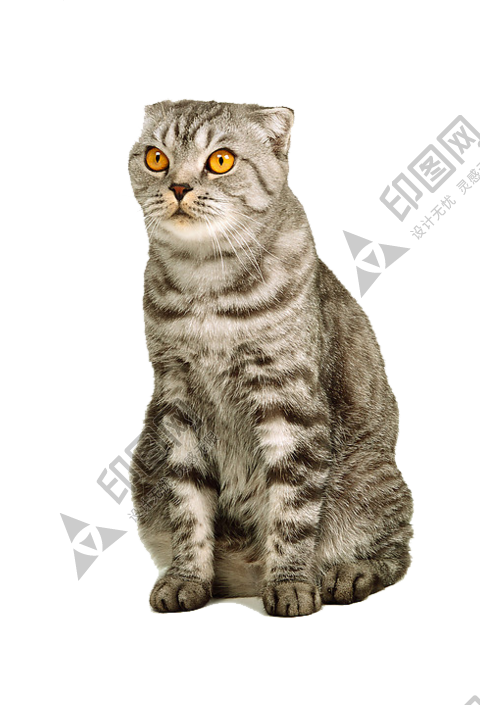貓_貓咪_小貓_cat_PNG128