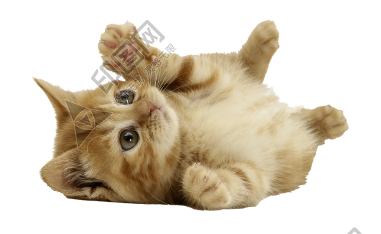 貓_貓咪_小貓_cat_PNG50488