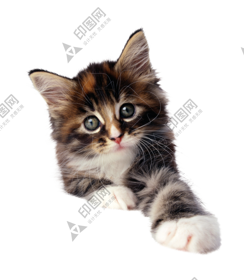 貓_貓咪_小貓_cat_PNG50465